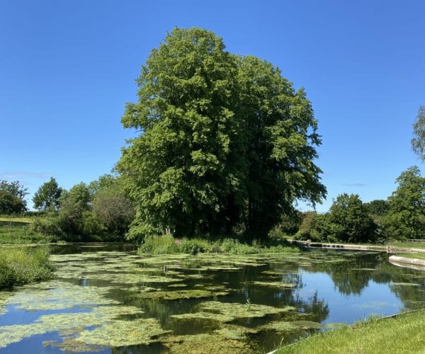 The Lake at Heywood House